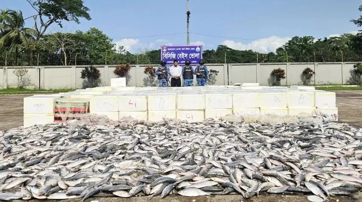 ভোলায় ১ কোটি টাকার অবৈধ সামুদ্রিক ইলিশ জব্দ